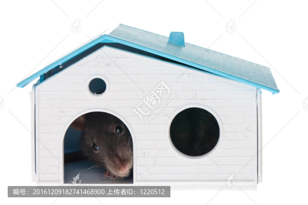 國內(nèi)的大鼠