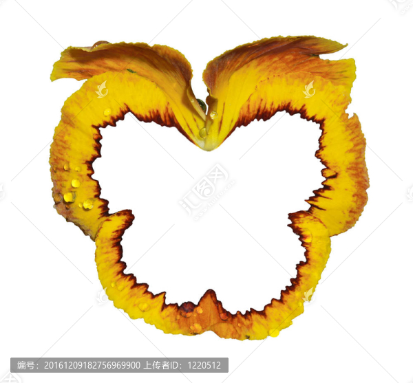 花的框架。