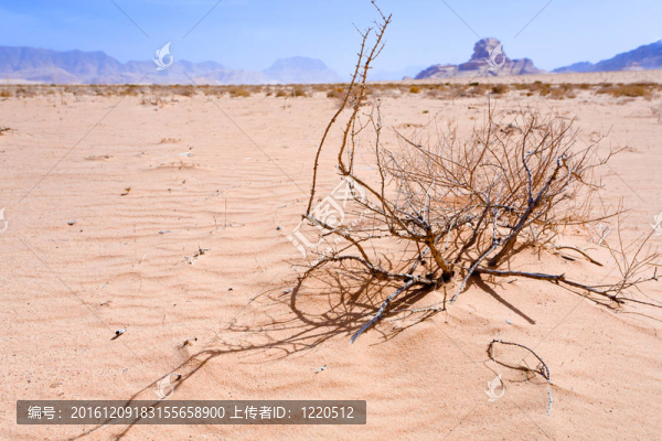 瑣瑣和瓦迪拉姆甜點(diǎn)觀獅身人面像的巖石