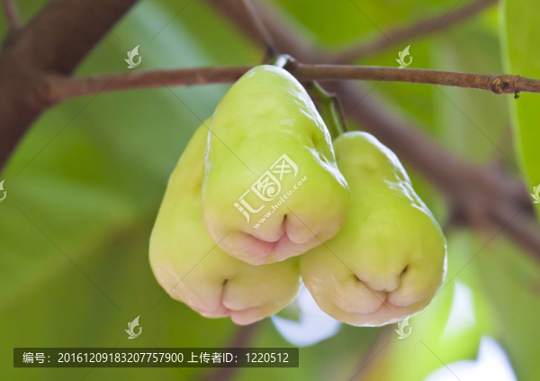 樹上的綠色玫瑰蘋果
