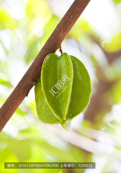 樹上的蘋果果