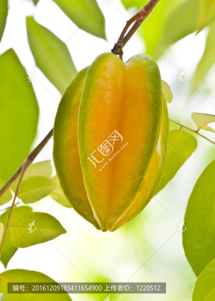 樹上的蘋果果