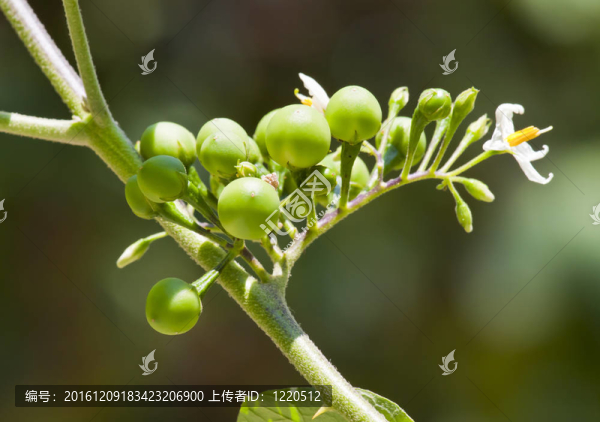 豌豆茄子。