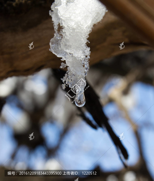 一滴水從樹(shù)上的雪流下來(lái)