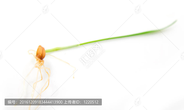 小麥在白色背景
