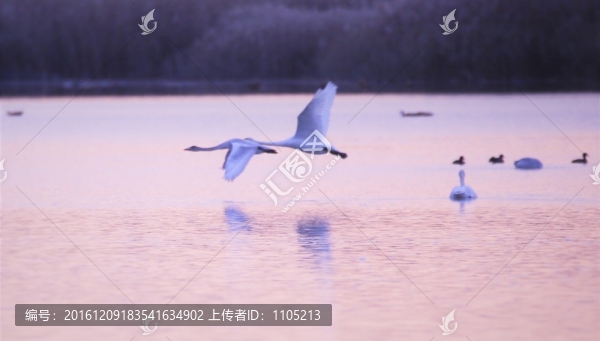 天鵝