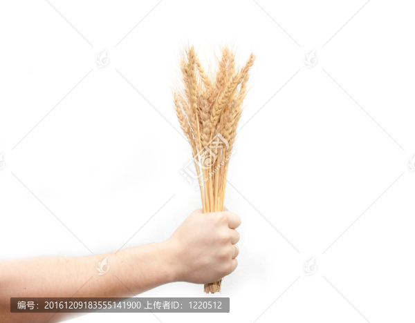 白背小麥