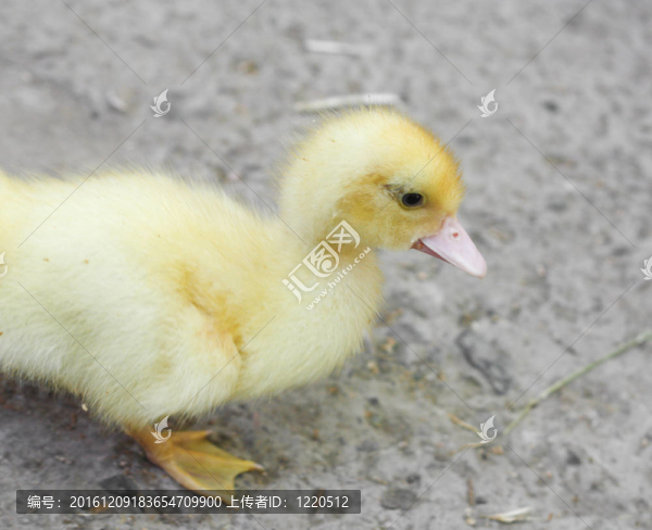 水泥黃小鴨
