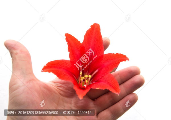 白色背景上的花