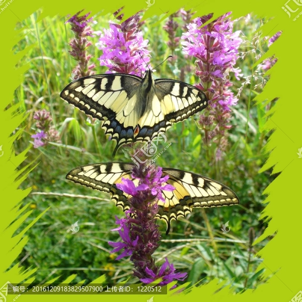 蝴蝶-,Papilio,machaon