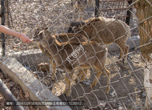 在動物園一角潭山羊飼養(yǎng)時間