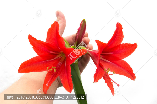 白色背景上的花