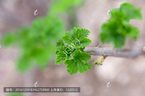 一加侖的嫩葉