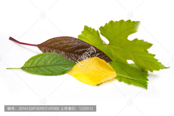 白色背景上的葉子