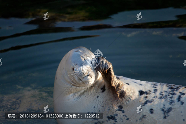 海獅；馬格達(dá)萊納；桑坦德；坎塔布里亞；西班牙