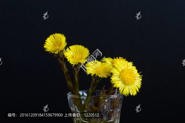 款冬花