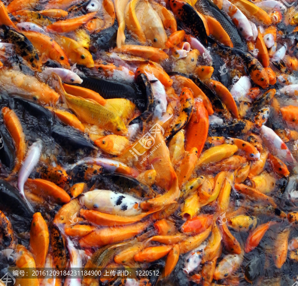五顏六色的魚(yú)的背景