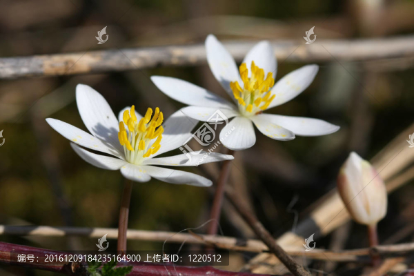 罌粟花