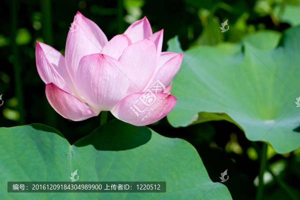 荷葉