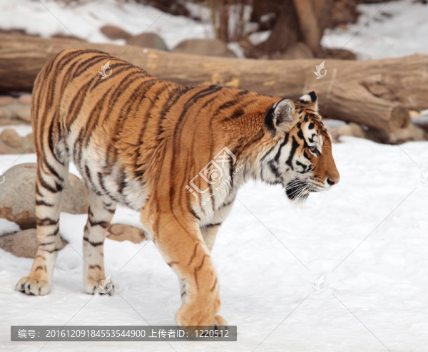 莫斯科動物園西伯利亞虎