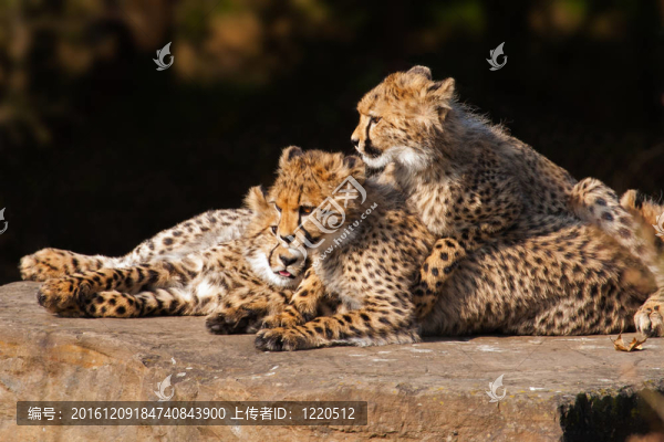 獵豹幼崽合在一起