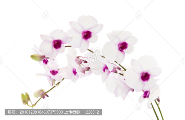 美麗的白色；dentrobium蘭花，暗紫色的中心；孤立在白色背景；