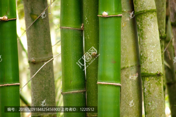 竹子特寫