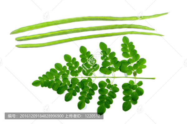辣木和雞腿