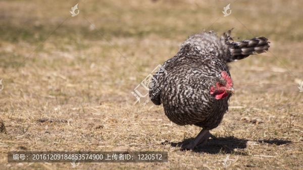 雞