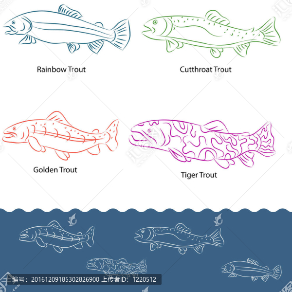 類型的鱒魚