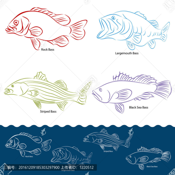 鱸魚魚的種類