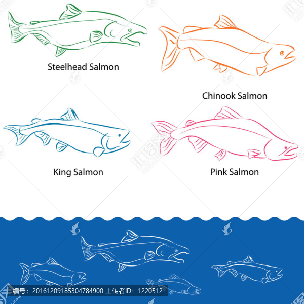 類型的鮭魚