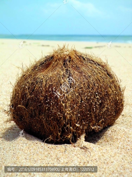 塊莖干露兜樹的海洋