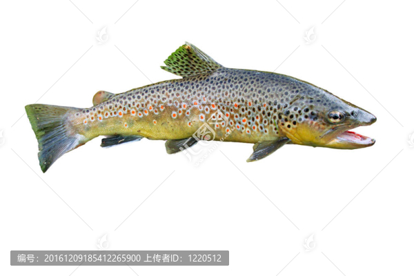 常見的鱒魚