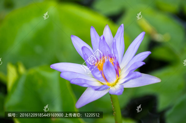 粉紅色的荷花
