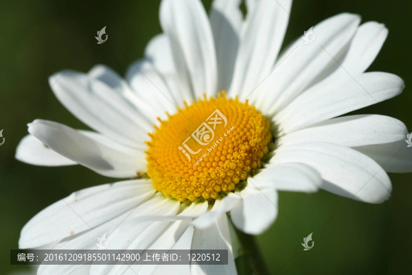 白色的雛菊