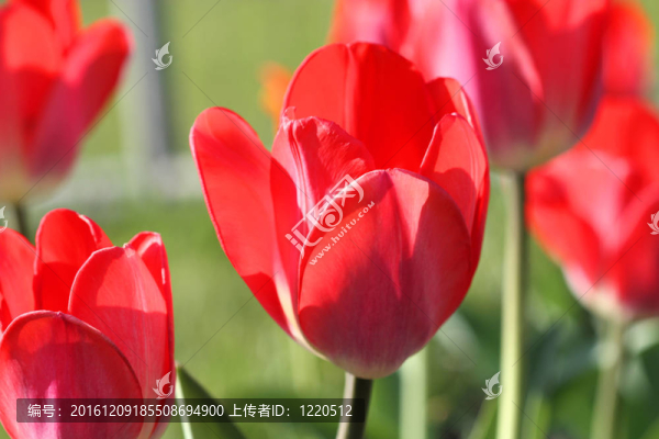 郁金香