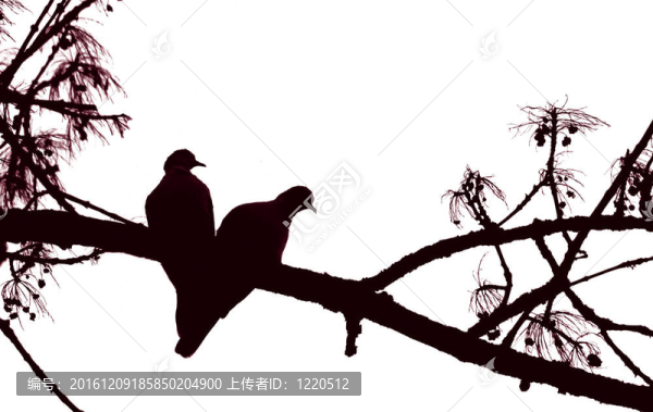 愛鴿