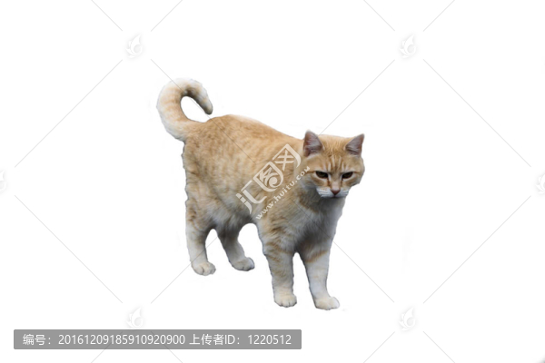 湯米湯姆貓