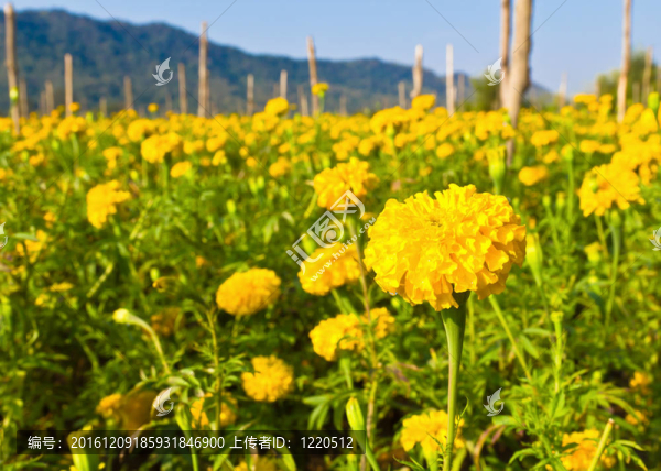 金盞花