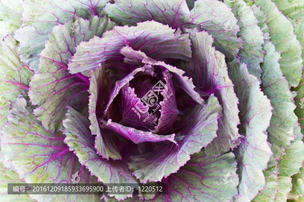 特寫新鮮白菜