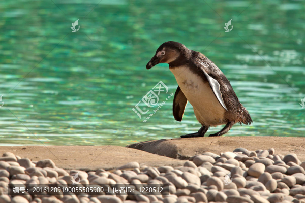 Humboldt,Penguin蹣跚