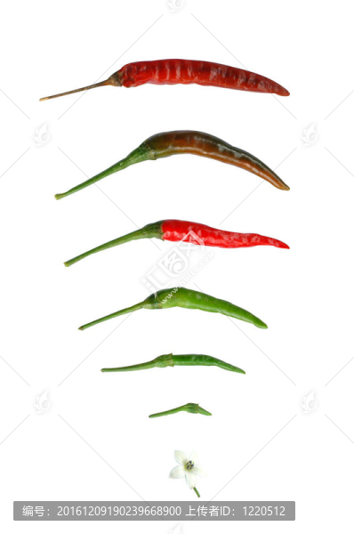 辣椒分離