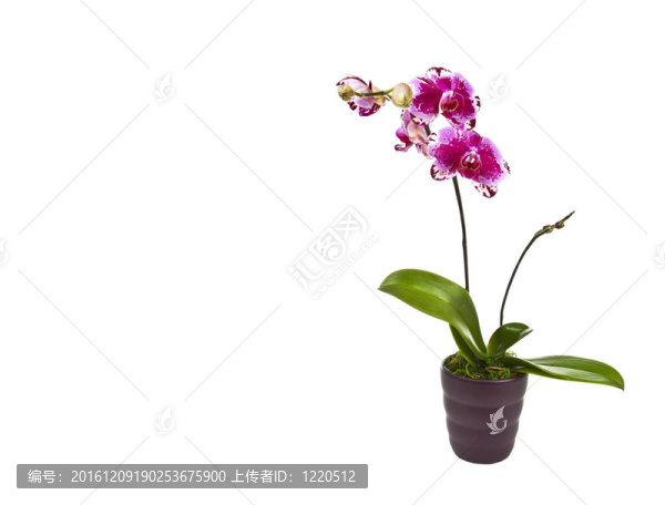 盆栽蘭花
