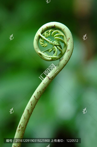 蕨類植物的葉子