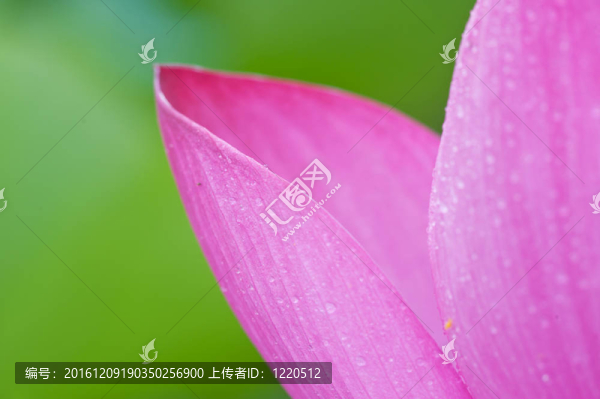 荷花盛開。