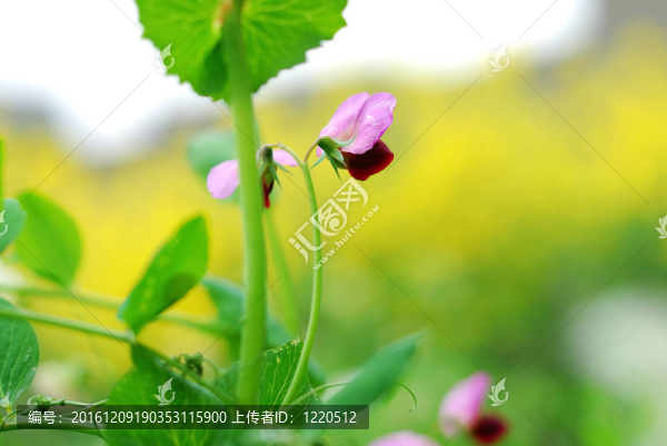豌豆