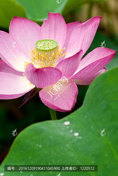 荷花盛開(kāi)。