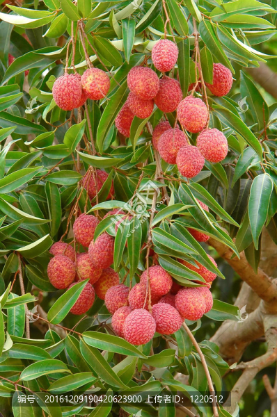 荔枝樹