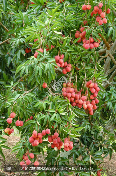荔枝樹
